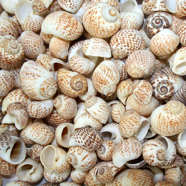 Beige and White Spotted Tiger Moon Shells - 1 Kg